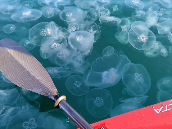 So many jellyfish! Had to stop paddling so as not to break them.