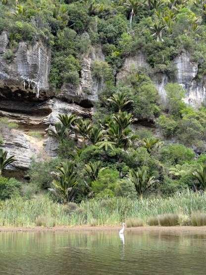 A rare white heron spearfishing beneath the rocks surrounding Lake Otuhei
