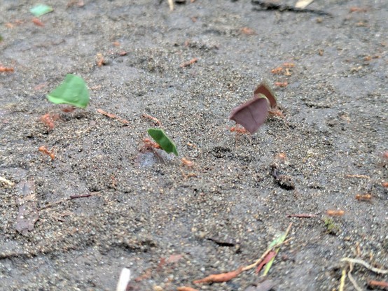 Leaf cutter ants hauling material to feed a fungus they culture for food in their nest