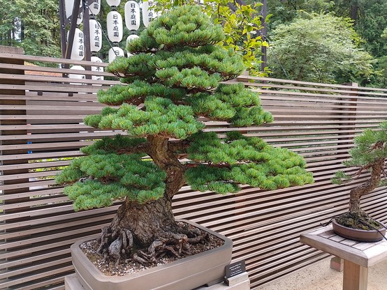 Bonsai tree in the Japanese Garden.