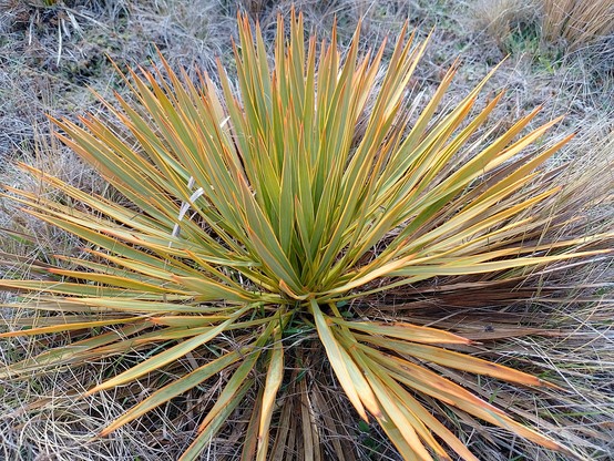 Spaniard grass. Very sharp.