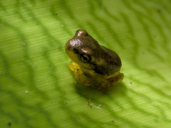 This baby frog was less than 1cm in length. It was on a bromelia which is my new favourite plant to inspect whenever I come across them as they host whole ecosystems.