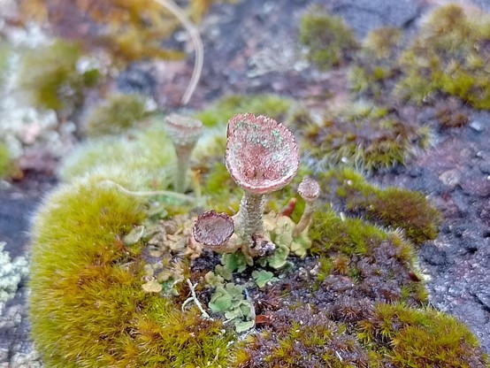 Pixie cup? https://inaturalist.nz/taxa/49490?locale=en-au