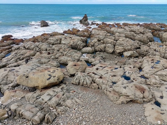 Seals north of Kaikoura. Lots of pups. A few family dramas.