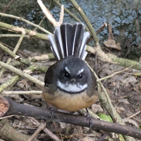 Angry-looking piwakawaka from yesterday at Labyrinth Rocks near Takaka