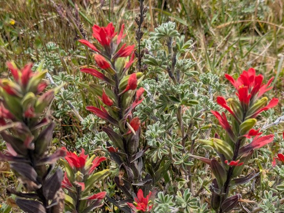 Paintbrushes? https://inaturalist.nz/taxa/49340-Castilleja