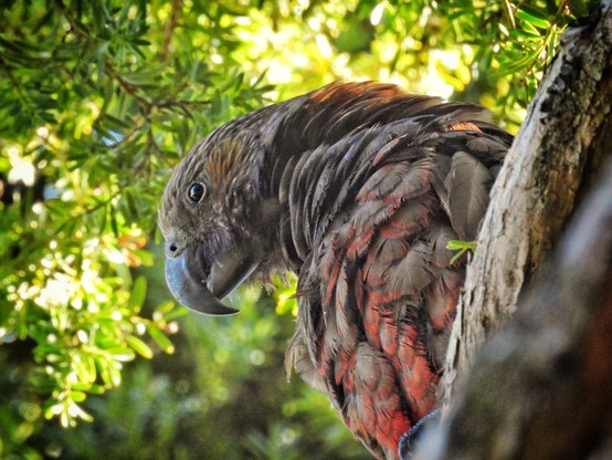 Kaka spotted at Tāwharanui a couple of days ago.