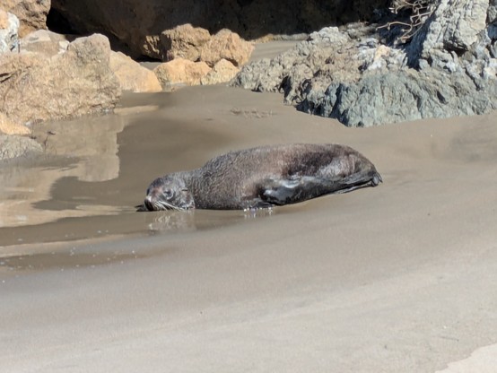 Kekeno (NZ fur seal)