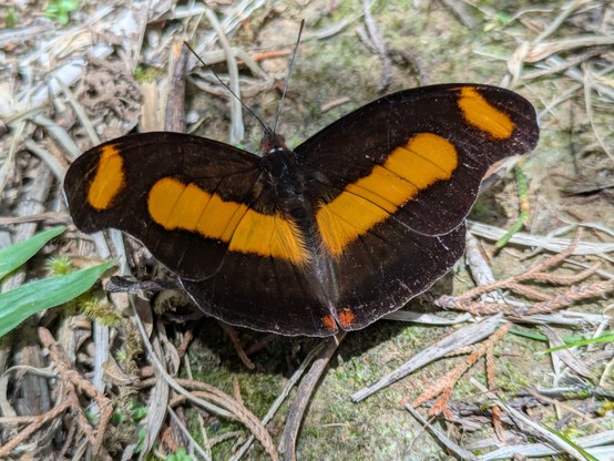 Cloud-forest catone. https://inaturalist.nz/taxa/513824-Catonephele-chromis