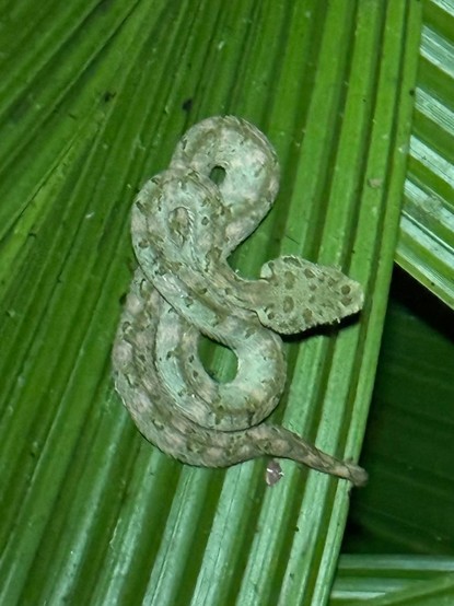 Juvenile eyelash-viper. Small but extremely venomous. (not my photo; I didn't want to get too close!)