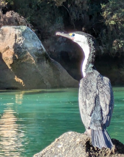 A shag in Shag Harbour. Look at the colours around the eyes! They're usually very flighty and this one let us drift quite close.