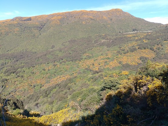 A view out over part of the reserve. Many patches of gorse are now completely overtaken by native trees.
