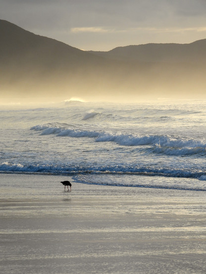 Oystercatcher feeding at sunset on the beach at Spirit's Bay