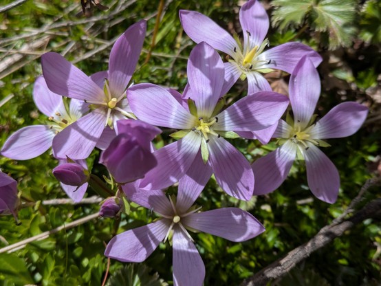 Gentianella cerastioides? https://inaturalist.nz/taxa/339485-Gentianella-cerastioides