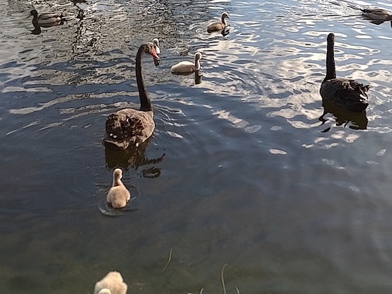Swans with cygnets. Mum was pulling up weed and draping it on the surface for the kids to eat. 🦢