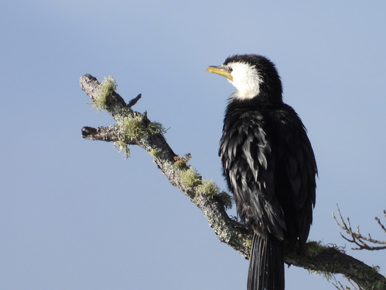 Kawaupaka (Little Shag)