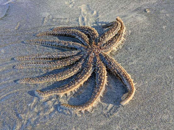 Lost starfish. I was not allowed to pick it up.
