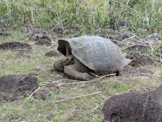 A giant tortoise just chilling