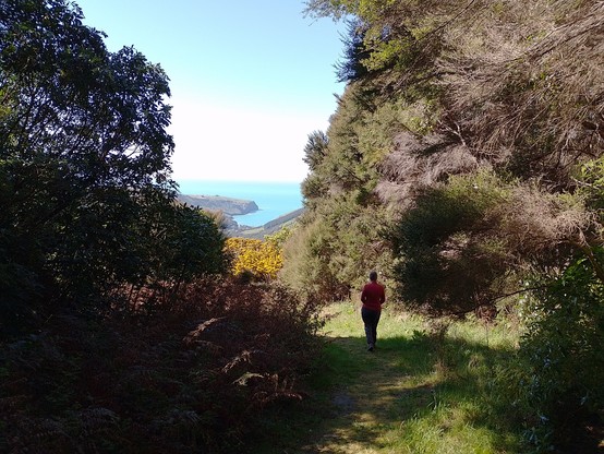 View out to the ocean from Hinewai Reserve. We walked a 5.5km loop.