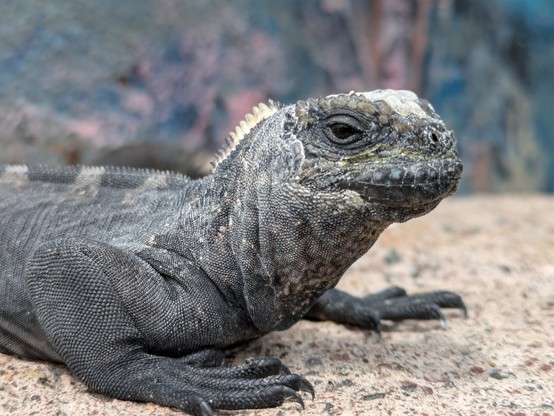 A small marine iguana