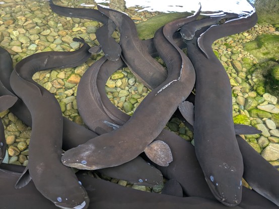 Lots of eels wanting to nibble our toes as we launched the kayak.