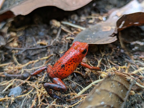 A teeny-tiny strawberry poison dart frog about 2cm in size.