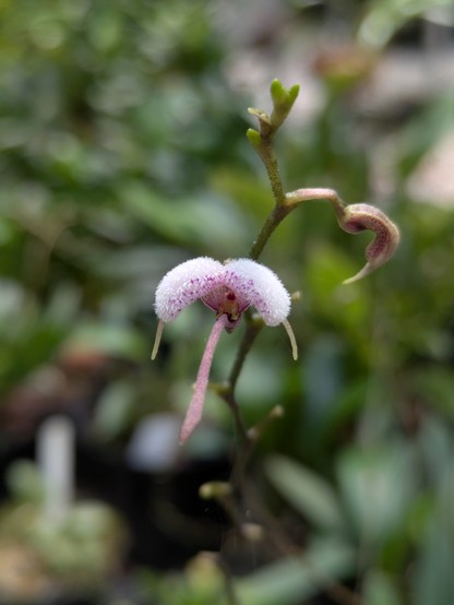 Scaphosepalum. https://inaturalist.nz/taxa/140390-Scaphosepalum