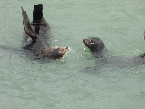 A couple of seals playing