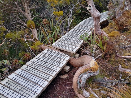 The contractors have been very considerate working around the trees.