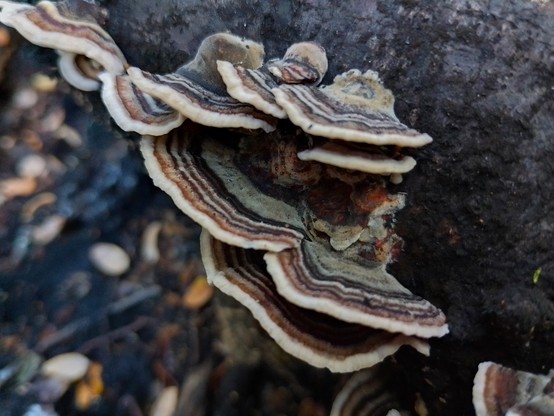Trametes https://inaturalist.nz/taxa/47378-Trametes?locale=en-au