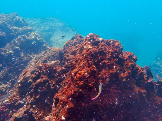 Red rocks under water