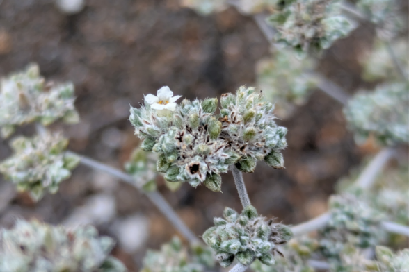 Grey matplant. A pioneer species.