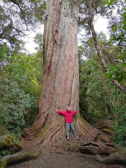 Big Tree with Sally for scale.