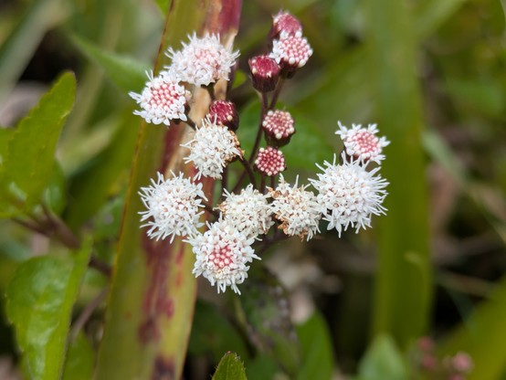 Snakeroots? https://inaturalist.nz/taxa/64116-Ageratina