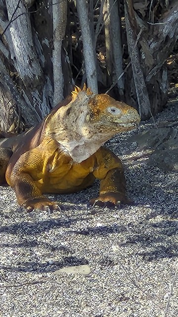 A large land iguana. Not our photo. Our cameras don't zoom well.