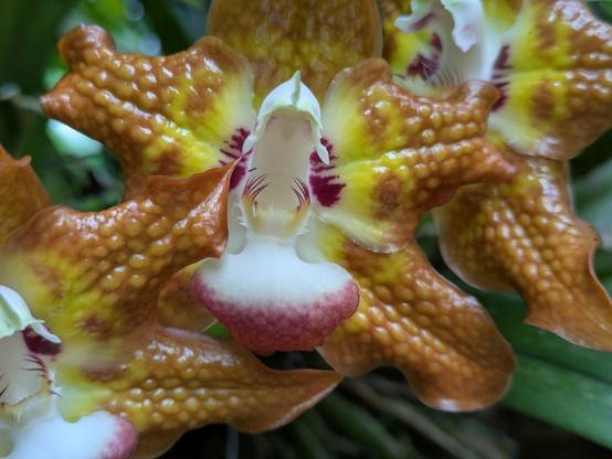 This orchid has hairs that force an insect to wiggle to get past them to the good stuff. Upon exit they'll have pollen attached to them for the next plant.