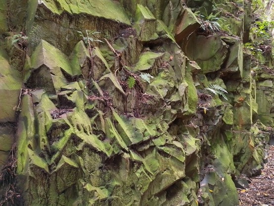 Blasted rock slowly being reclaimed by nature. Part of a cutting in the derelict Catlins River Branch Railway.