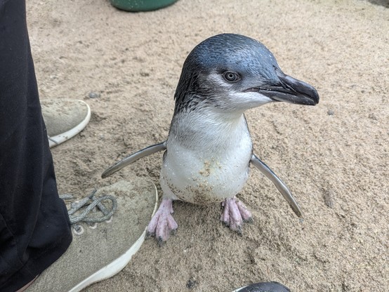 It's kind of cool when they stand on your feet to be fed.