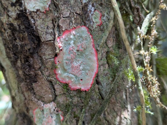 Christmas lichen. Perhaps.