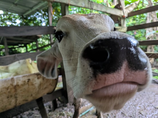 A small handful of did a milking/cheesemaking experience which I quite enjoyed. This is a beautiful calf that is used to stimulate his mother's milk briefly, we milked her and then the two were reunited afterwards.

I've not eaten beef since.