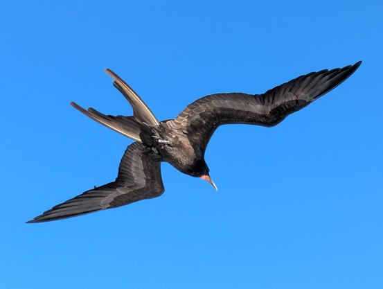 Great frigatebird shortly after taking off from our boat.
