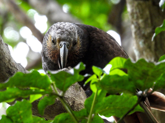 A noisy kākā chewing on a tree