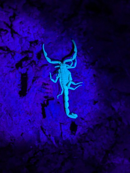 Bark scorpions shine under UV light. Sting is not deadly. Similar in pain to a wasp or bee, apparently.