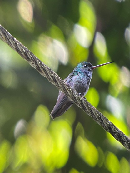 A Charming Hummingbird on a cable