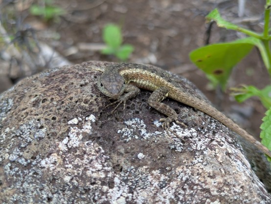 A lava lizard