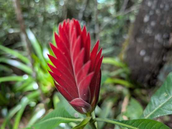 Aphelandra. https://inaturalist.nz/taxa/184152-Aphelandra