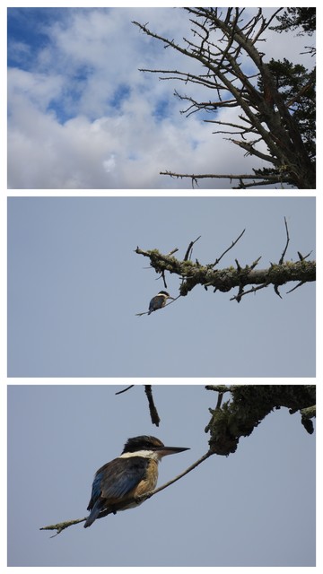 A kōtare (sacred kingfisher) perched on a branch of a dead pine tree. At 24mm, 500mm and 2000mm zooms.