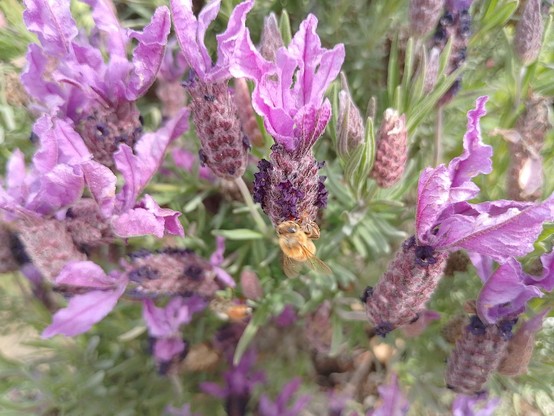 Bees in lavender 🪻