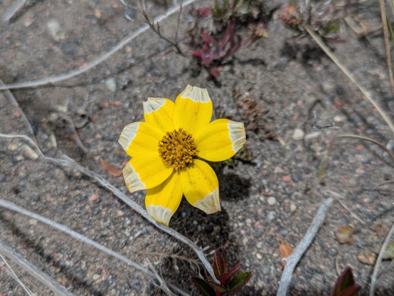 Bidens andicola? https://inaturalist.nz/taxa/448195-Bidens-andicola
