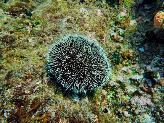 Sea urchin